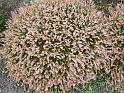 Heather Calluna vulgaris Tib